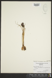 Muscari neglectum image