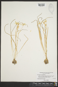 Ornithogalum umbellatum image