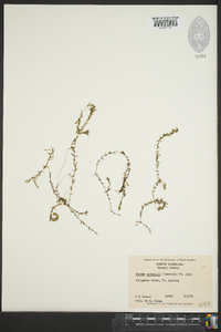 Elodea nuttallii image