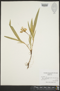 Iris cristata image