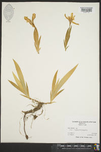 Iris cristata image