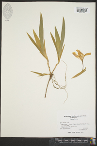 Iris cristata image