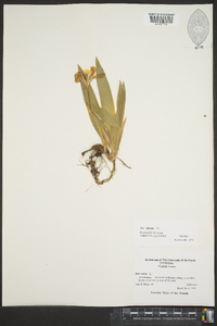 Iris cristata image