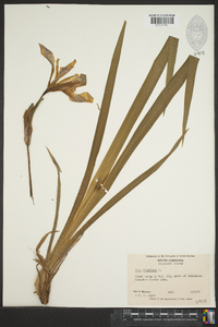 Iris virginica image