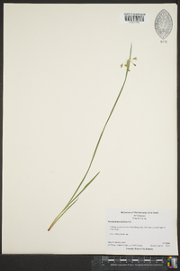 Sisyrinchium albidum image