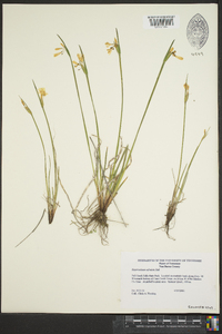 Sisyrinchium albidum image