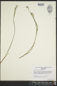 Sisyrinchium atlanticum image