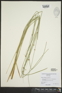 Juncus coriaceus image