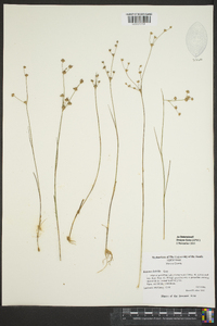 Juncus debilis image