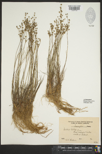 Juncus debilis image