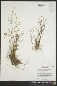 Juncus debilis image