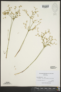 Juncus diffusissimus image