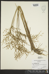 Juncus diffusissimus image