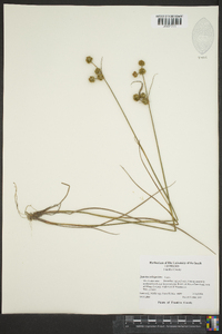 Juncus scirpoides image