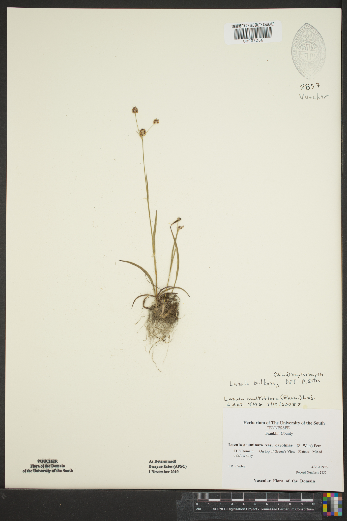 Luzula bulbosa image