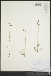 Luzula bulbosa image