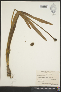 Crinum americanum image