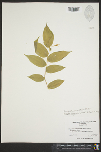 Prosartes lanuginosa image