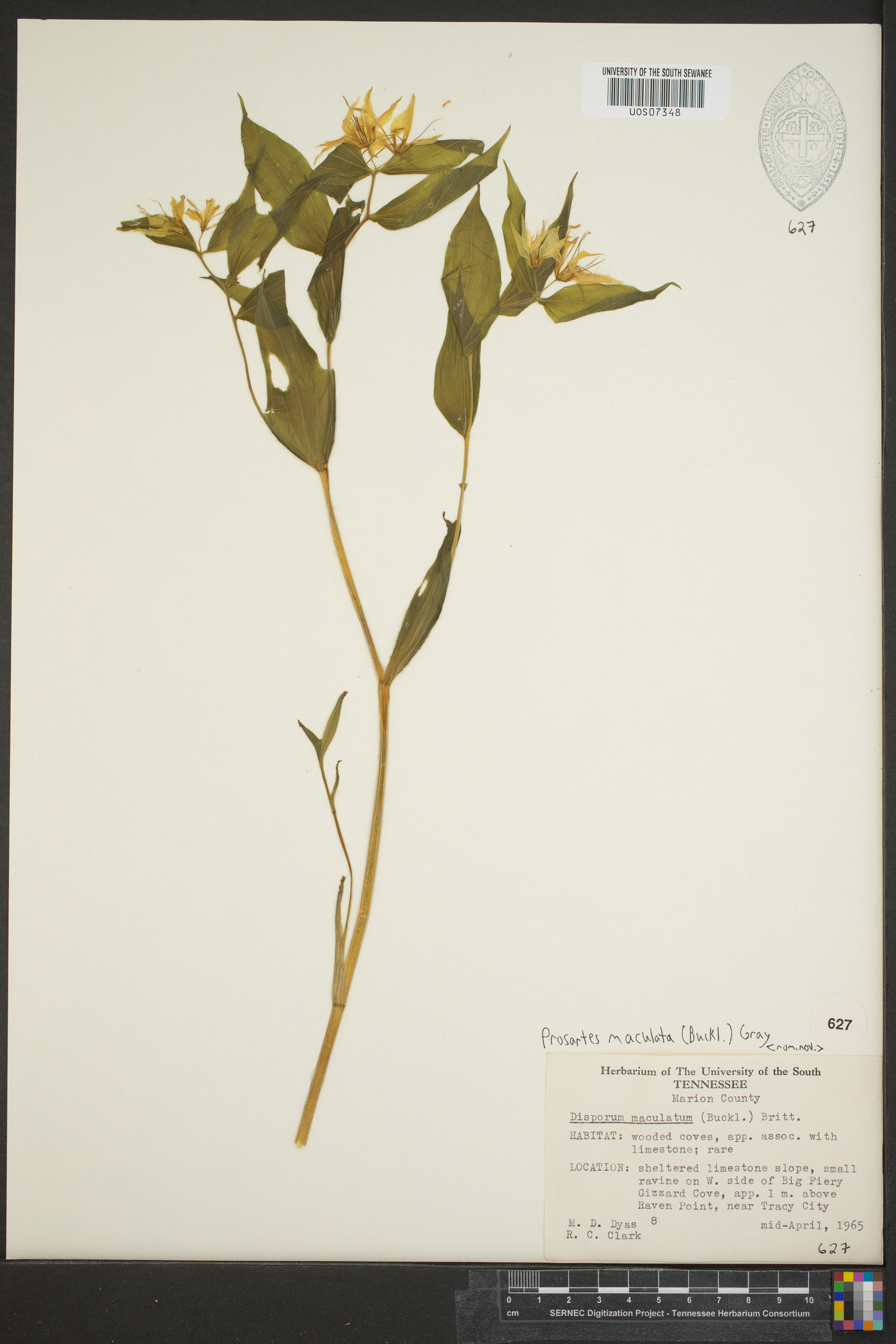 Prosartes maculata image