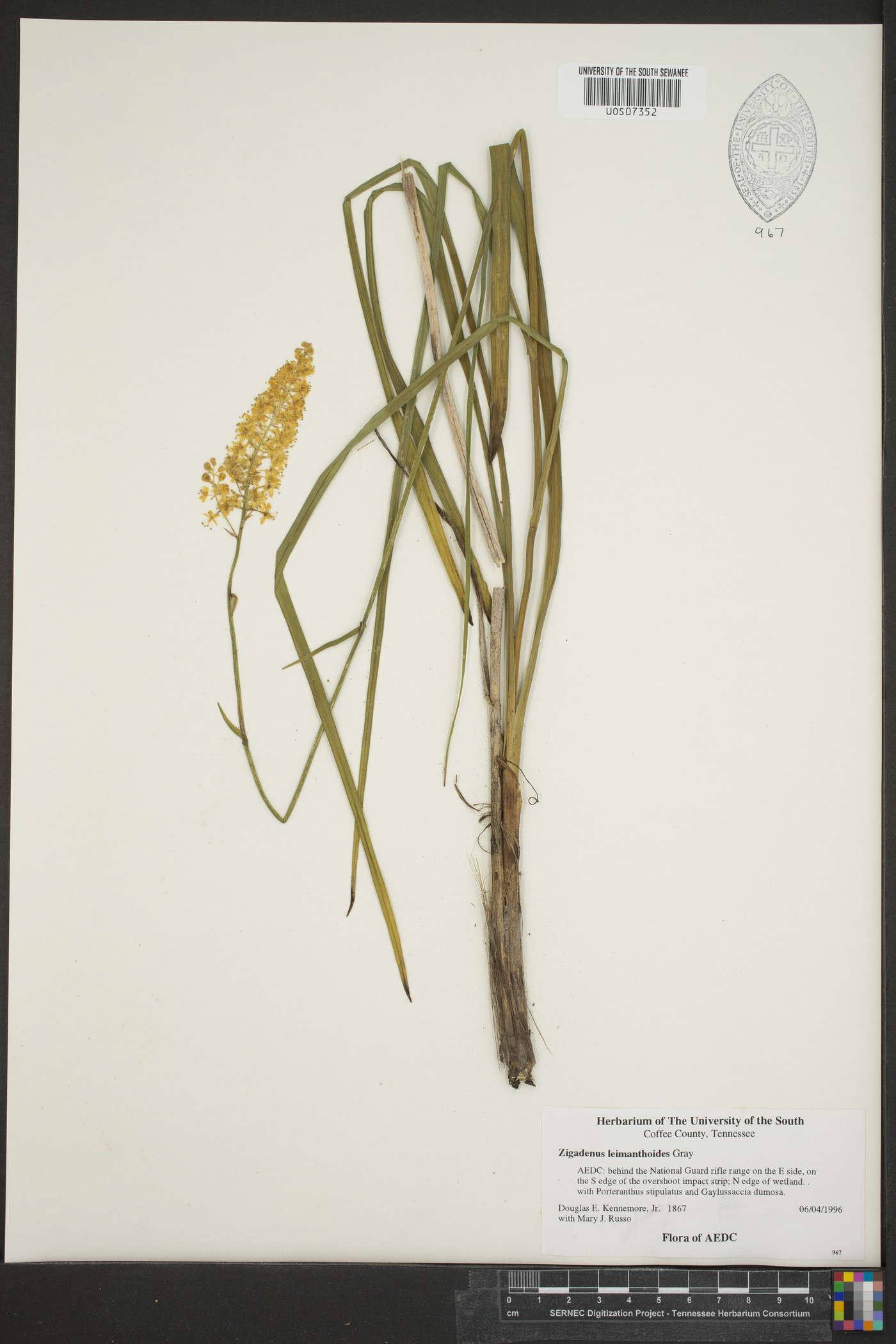 Zigadenus leimanthoides image
