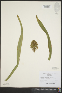 Amianthium muscitoxicum image