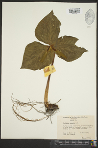 Trillium cuneatum image