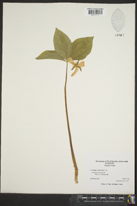 Trillium catesbaei image