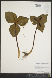 Trillium cuneatum image