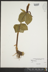 Trillium cuneatum image