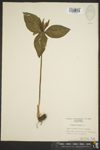 Trillium cuneatum image