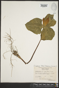 Trillium luteum image