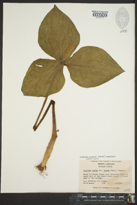 Trillium luteum image