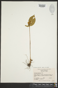 Trillium discolor image