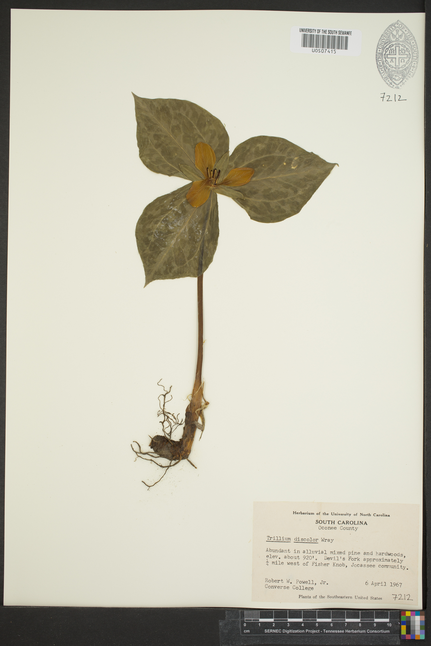 Trillium discolor image