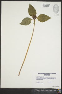 Trillium recurvatum image