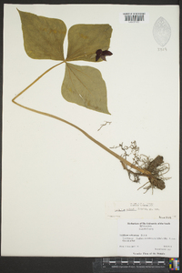 Trillium sulcatum image