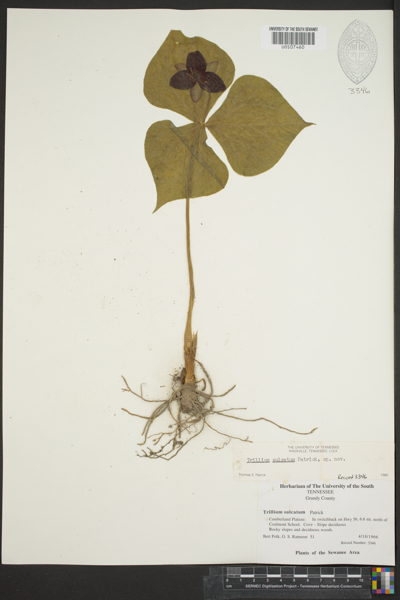 Trillium sulcatum image
