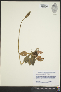 Goodyera pubescens image