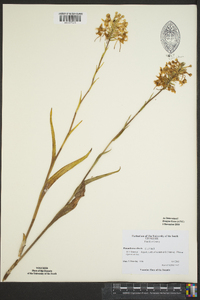 Platanthera ciliaris image