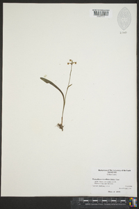 Platanthera clavellata image