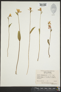 Pogonia ophioglossoides image