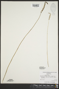 Spiranthes lacera image