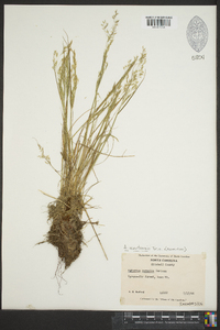 Agrostis mertensii image