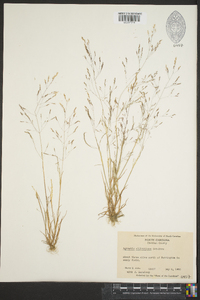 Agrostis elliottiana image