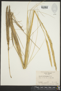 Ammophila breviligulata image