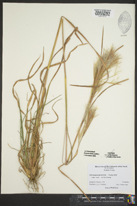 Andropogon glomeratus image