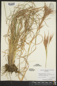 Andropogon glomeratus image