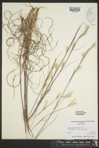 Andropogon ternarius image