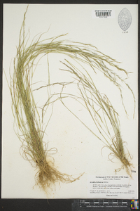 Aristida dichotoma image