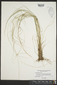 Aristida dichotoma image